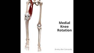 Medial Knee Rotation [upl. by Keelby426]