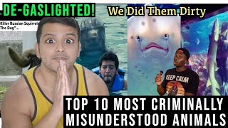 Top 10 Most Criminally Misunderstood Animals by casual geographic reaction [upl. by Ahsieyt416]