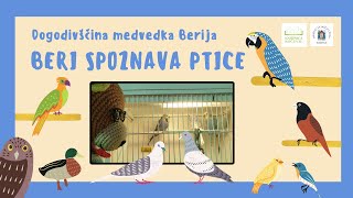 Dogodivščina medvedka Berija Beri spoznava ptice [upl. by Neerom226]