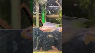 Are Apistogramma good for beginners ytshorts apistogramma fishtank sorts viralshort [upl. by Airehtfele]