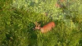 Rehbockjagd im Zillertal [upl. by Peria]