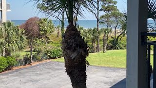 OCEAN VIEW Villa For Sale  216 Seaside Villas Hilton Head Island SC [upl. by Einuj312]