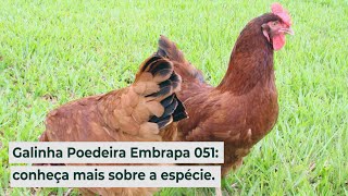 Galinha Poedeira Embrapa 051 conheça mais sobre a espécie [upl. by Ahselat]