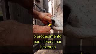 Como fazer desmame de bezerros fazenda diaadiarural gado vivendonositio diaadianositio sitio [upl. by Cash]