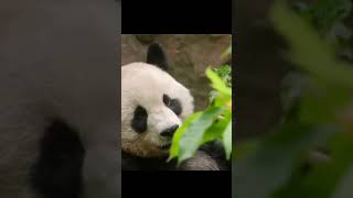 Pandas at San Diego Zoo  San Diego Coastal Luxury Group  17 August 2024 [upl. by Valerio385]