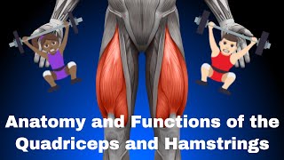 Anatomy and Functions of the Quadriceps Femorii and Hamstrings [upl. by Onitsuj]