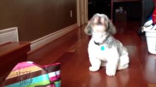 Shih Tzu howling [upl. by Assirual]