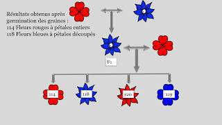 Résoudre un exercice de génétique [upl. by Anilatac988]