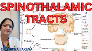 Spinothalamic tracts Anterior and Lateral Spinothalamic Ascending Tracts [upl. by Hayyikaz]