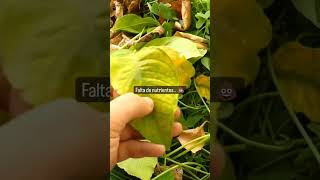 Hojas amarillas en Limoneros y Naranjos 🍋 [upl. by Adriano543]