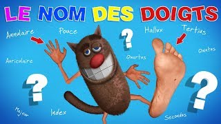 Foufou  Le Nom Des Doigts Learn Fingers names for Kids 4K [upl. by Raamaj]