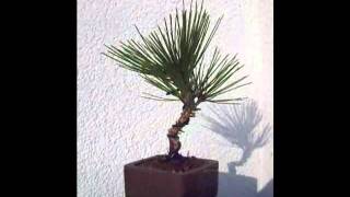 Bonsai pinus thunbergii corticosa 001 [upl. by Mathur]