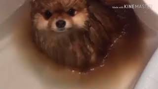 Dissolving my dog in hydrochloric acid [upl. by Binni]