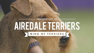 ALL ABOUT AIREDALE TERRIERS KING OF ALL TERRIERS [upl. by Edva]