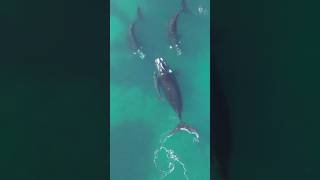 BALLENAS EN PUERTO MADRYN [upl. by Einwahs]