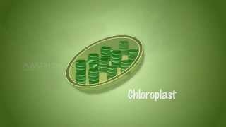 Importance of Light in Photosynthesis  MeitY OLabs [upl. by Xymenes]