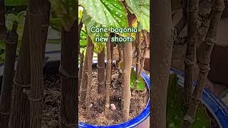 Angel wing begonia🌿 My Tall Cane🌿 Bogonia Outdoor New shoots Blooming Flowers🌸🌸🌸 [upl. by Olihs]