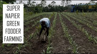 Super Napier grass after 30 days of planting for Dairy Farming  High yielding green fodder grass [upl. by Petronille]