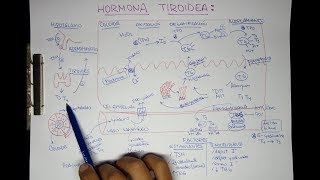 Hormonas Tiroideas T3 T4 [upl. by Giovanna]