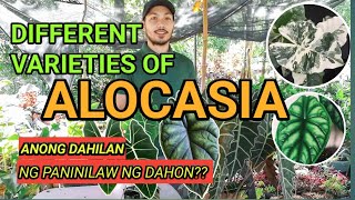 DIFFERENT VARIETIES OF ALOCASIA [upl. by Ynnob]