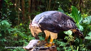 Águila Arpía  Harpy Eagle [upl. by Elsinore]