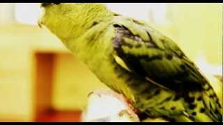 The Lineolated parakeet good at with singing Its really awesome [upl. by Amalberga253]