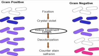 Gram Positive vs Gram Negative Bacteria [upl. by Belvia]