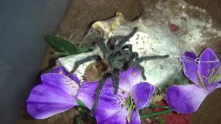 Occamy new house and nom  Chromatopelma cyaneopubescens GBB [upl. by Cloutman126]