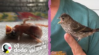 Mujer rescata a un pájaro con 1 día de vida y se convierte en su mamá I Pequeño y Valiente El Dodo [upl. by Husain]