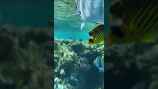 Red Sea Underwater  Rixos Sharm El Sheikh [upl. by Theodosia778]