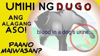 Bakit umiihi ng Dugo ang aso HEMATURIA in Dogs  Blood in dogs urine  pawfecTips SESE TV [upl. by Weinhardt]