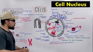 Cell Nucleus quotStructure and Functions of Nucleusquot Detailed Series [upl. by Esilenna]