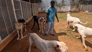 63 Harlequin Great Dane है इस Banglore के Dog Kennel में 😳😳😳 [upl. by Akinirt]