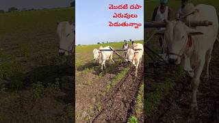 ytshorts agriculture agriculturefarming మొదటి ఎరువులు మిరపాలో [upl. by Aihselef]