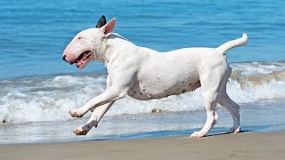 Best of Bull Terrier  The Super Strong Dog Breed [upl. by Solley]