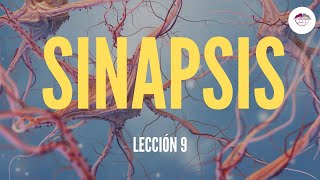 9 SINAPSIS FISIOLOGÍA DEL SISTEMA NERVIOSO [upl. by Synned441]