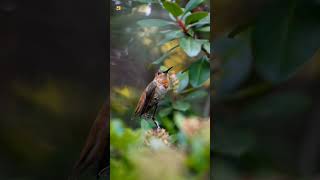 Allens hummingbird sound  Allens hummingbird [upl. by Cynera120]