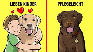 Die 10 Besten Hunderassen Für Kinder Und Familien [upl. by Jolee]