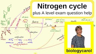 Nitrogen Cycle  for A level [upl. by Notreb577]