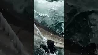 Great White Shark Ambushing From The Dark Water [upl. by Ogaitnas265]