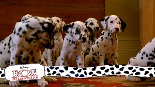 Puppies Get Their Collars  915 Movie Scenes  101 Dalmatians 1996 HD [upl. by Aknaib]