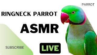 Soft and Calm Parrot Sounds – Ambient ASMR to Unwind [upl. by Lirba]