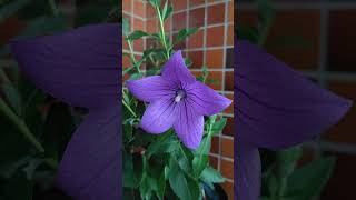 キキョウ アストラが開花した。 20240613 桔梗 ききょうは、夏もあけぼのの時間帯が美しい。Balloon flower Astra Blue Platycodon grandiflorus [upl. by Wisnicki549]