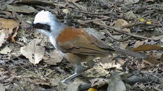 Bird Call WHITECRESTED LAUGHINGTHRUSH [upl. by Pulling]