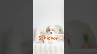 Shichon Puppy For Sale [upl. by Darken]