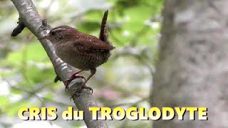 Cri du TROGLODYTE MIGNON [upl. by Aubrette]