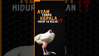 AYAM TANPA KEPALA HIDUP 18 BULAN⁉️shorts video ayam [upl. by Sucramd330]