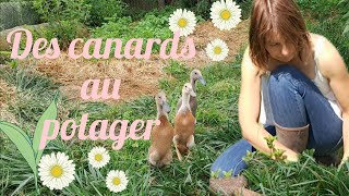 Accueillir des canards coureurs indiens au potager  🦆🐌🥬 [upl. by Kylila]