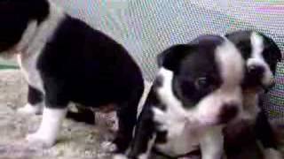 Funny Cute Boston Terrier Puppy Barking [upl. by Punke]