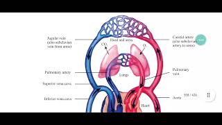 Vasoconstriction Vasodilation Role of precapillary sphincter in regulating flow of blood [upl. by Eahc430]